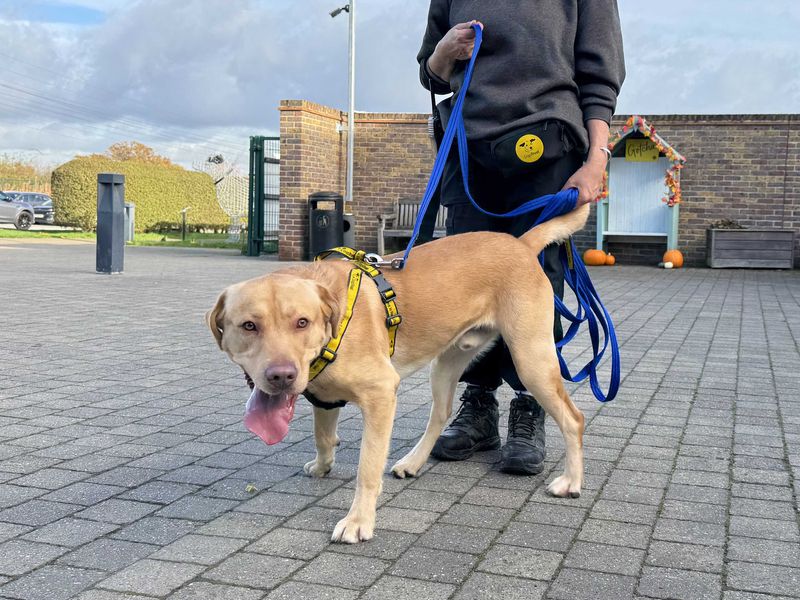 Loki | Retriever (Labrador) | Basildon (Essex) - 1