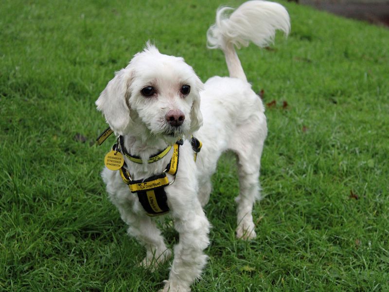 Tilly for sale in Liverpool, Merseyside