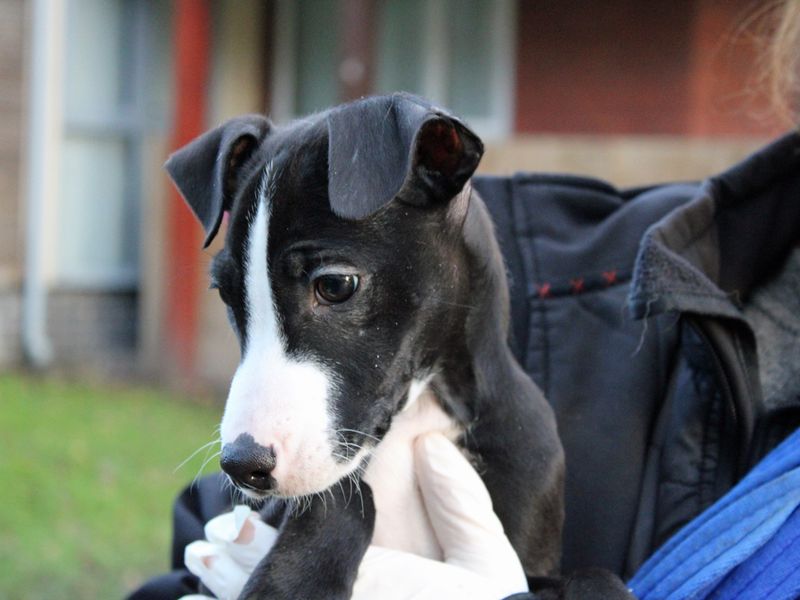 Freddy for sale in Liverpool, Merseyside - Image 3