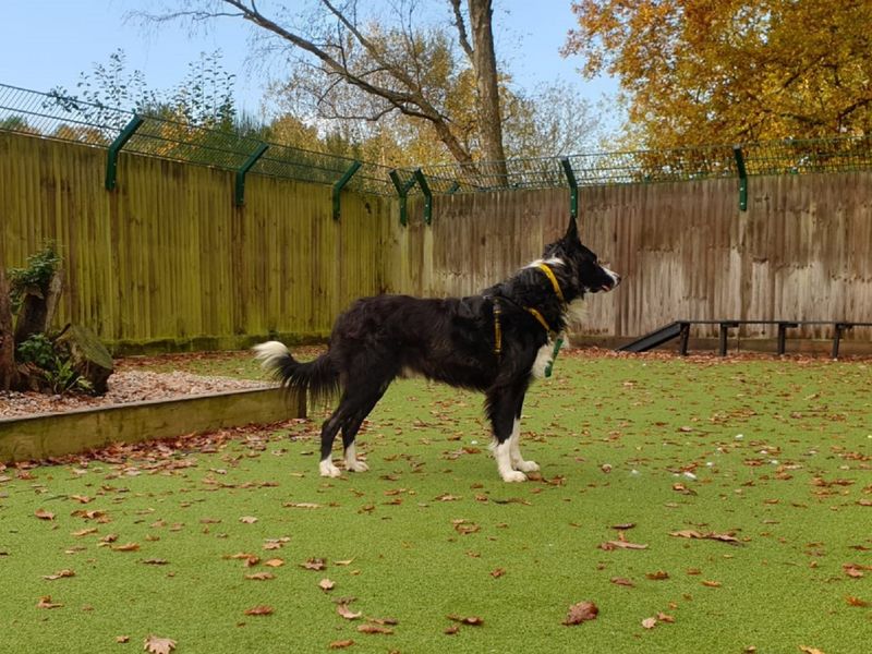 Pooch for sale in Chestfield, Kent - Image 2