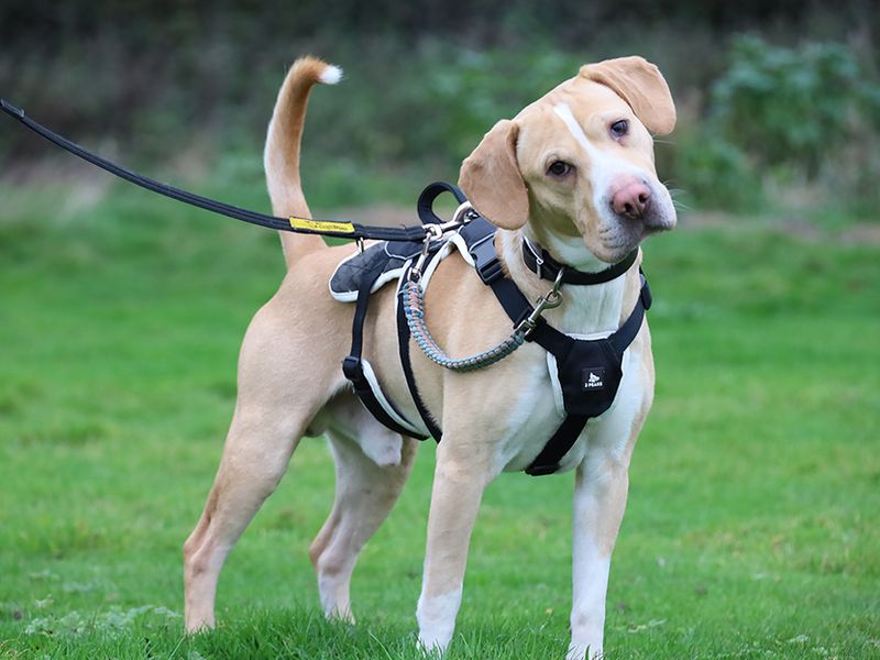 Bertie for sale in Leeds, Yorkshire - Image 3