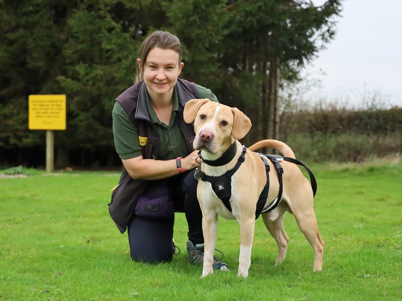 Beagle Puppies for sale