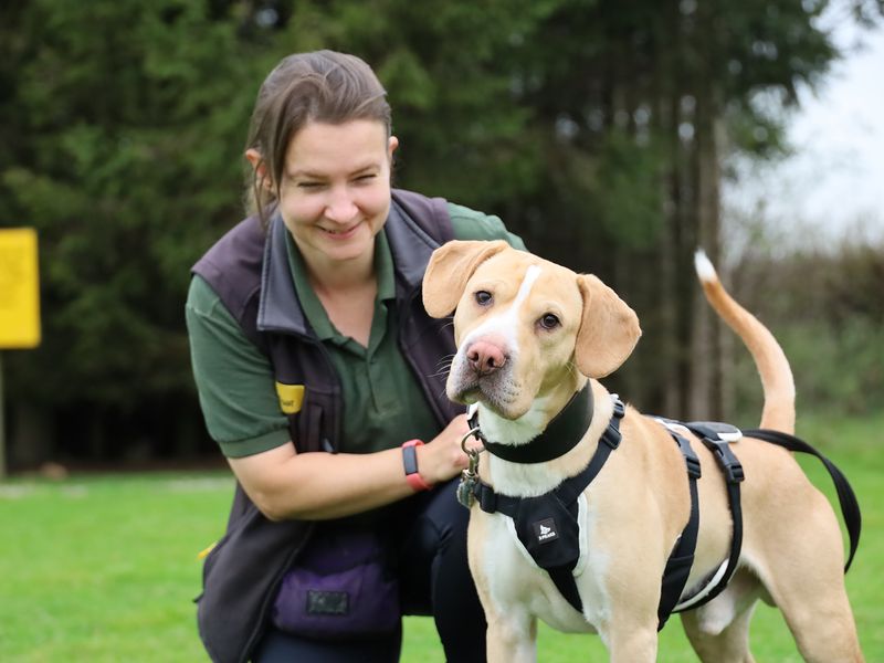 Beagles for sale in Leeds, Yorkshire