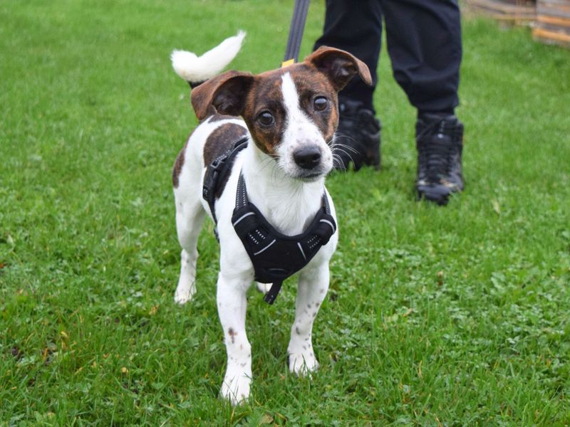 Cinnamon | Terrier (Jack Russell) | Harefield West London - 1