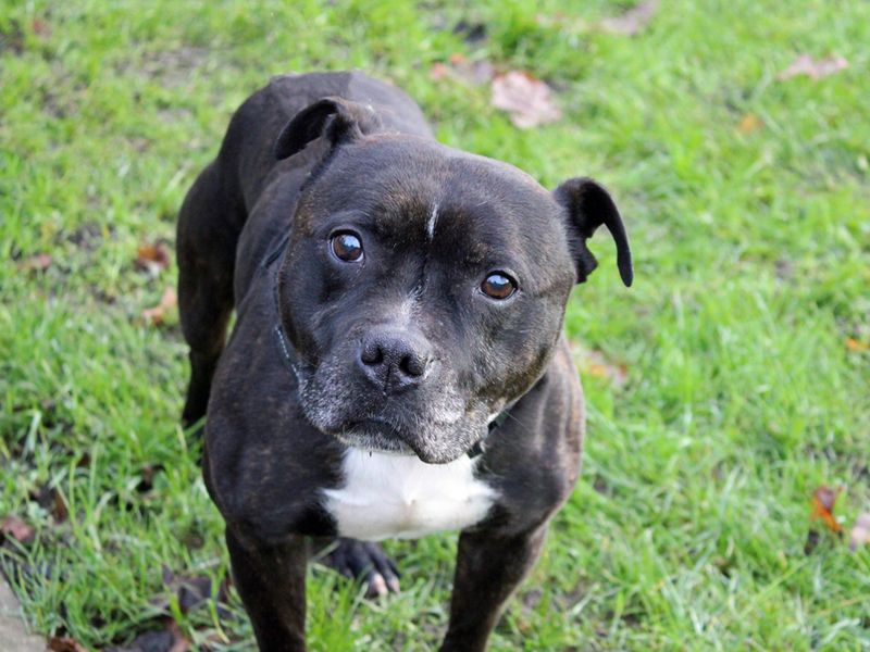 Buster for sale in Liverpool, Merseyside