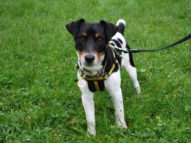 Jack Russell Puppies for sale in Berks