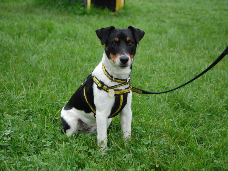 Jack Russells for sale in Newbury, Berks