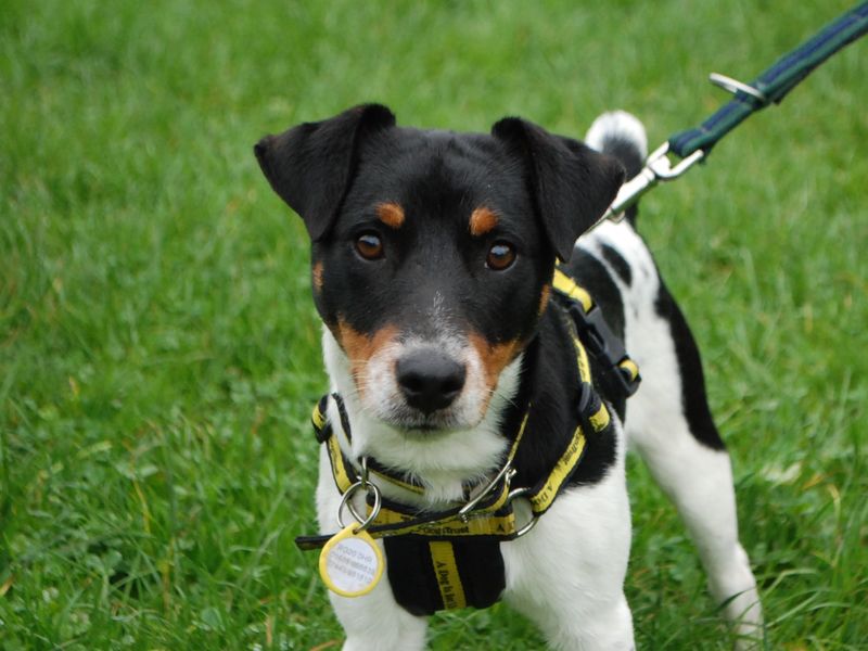 Jack Russell Puppies for sale