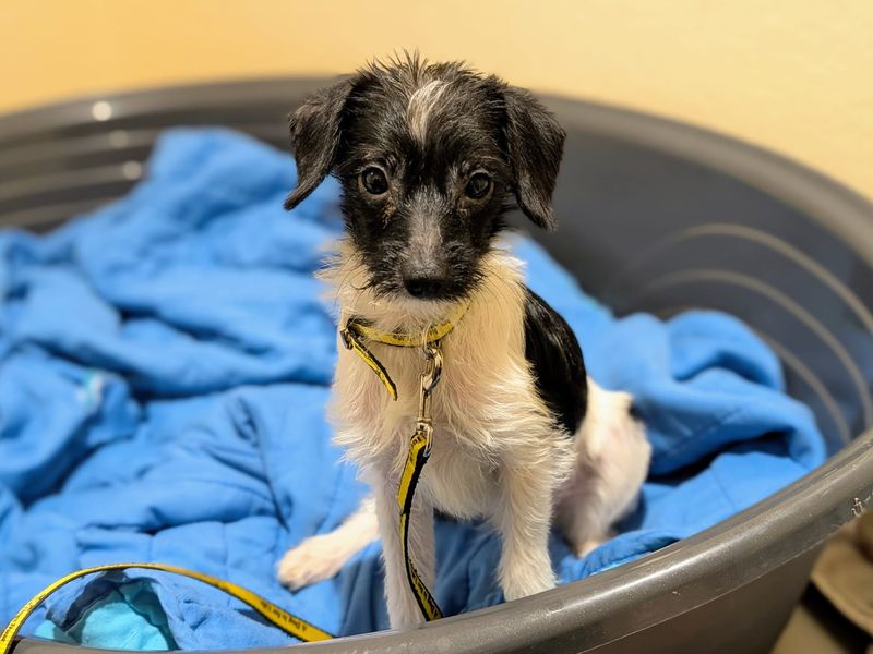 Chihuahua Puppies for sale in Glamorgan