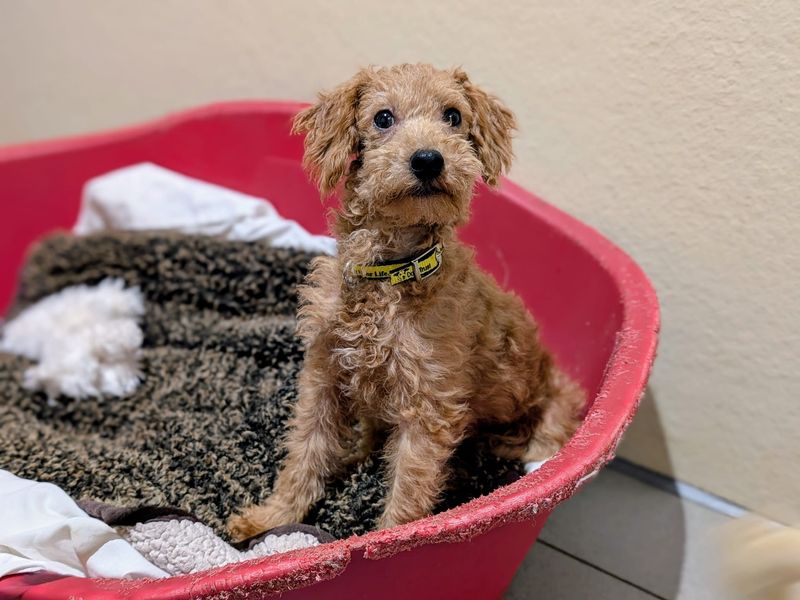 Poodles for sale in Cardiff, Glamorgan