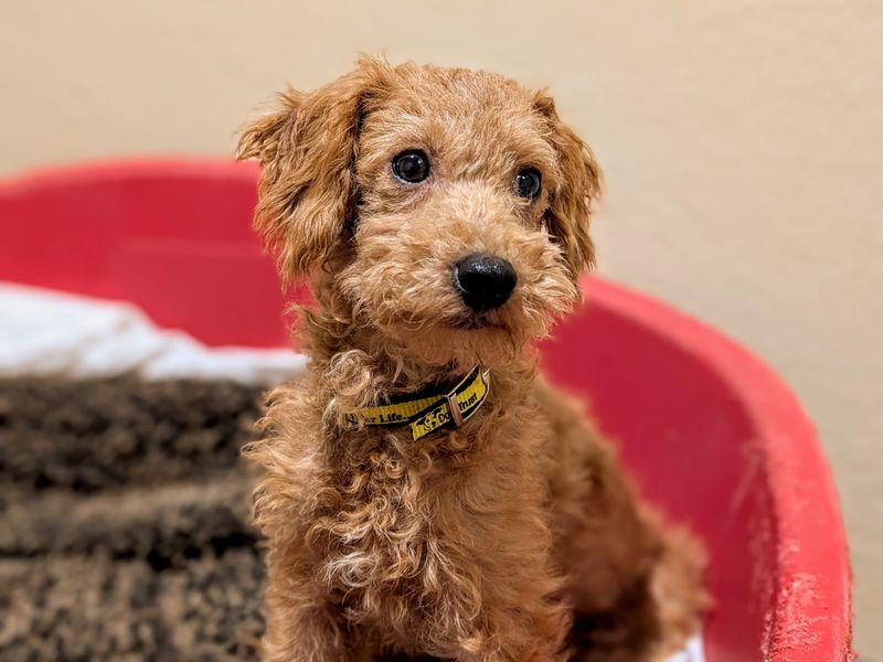 Poodle Puppies for sale in Glamorgan