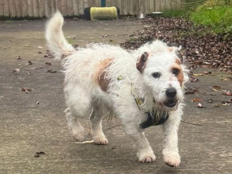 Coco | Terrier (Jack Russell) | Shrewsbury (Shropshire) - 1