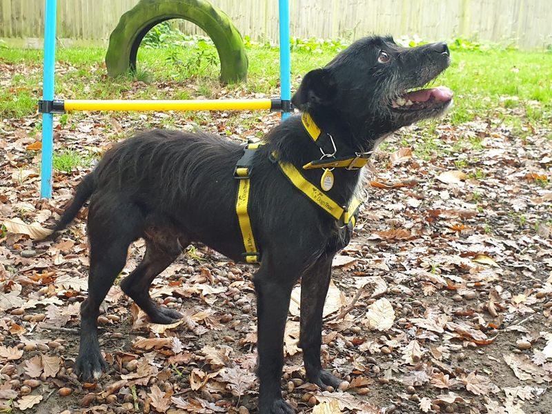 Cedrick | Terrier (Patterdale) Cross | Canterbury - 1