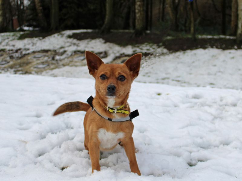 Lucy for sale in Liverpool, Merseyside - Image 2