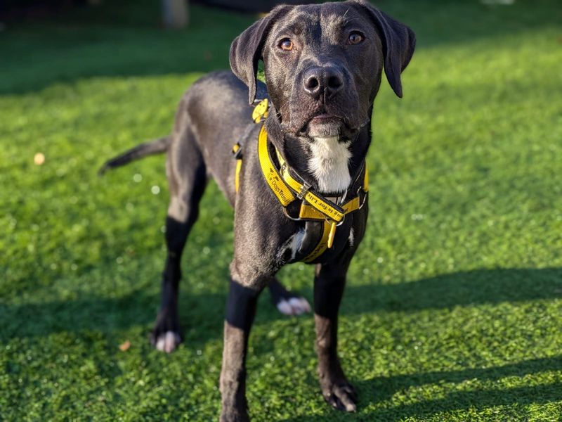 Dakota | Retriever (Labrador) Cross | West Calder (Edinburgh) - 1