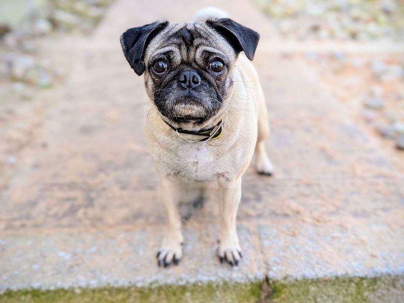 Thea | Pug | Cardiff - 1