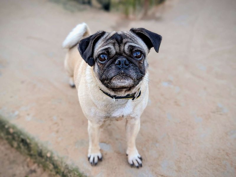 Pugs for sale in Cardiff, Glamorgan