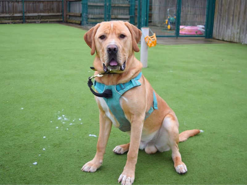 Ace | Retriever (Labrador) Cross | Harefield West London - 1