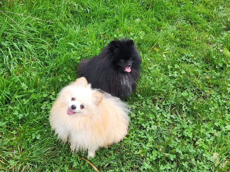 Cloud | Pomeranian | Bridgend (Wales) - 1