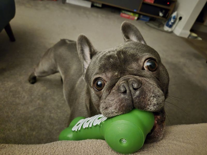 Denzel | French Bulldog | Salisbury (Wiltshire) - 1