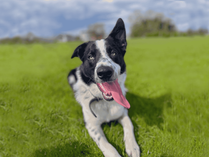 Milo | Collie (Border) | Dundee rehoming - 1