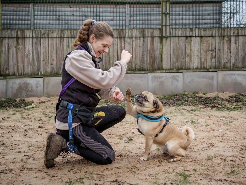 Miles | Pug Cross | Loughborough - 1