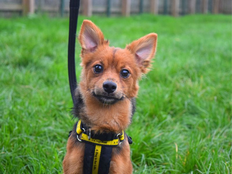 Chew chew | Pomeranian Cross | Harefield West London - 1