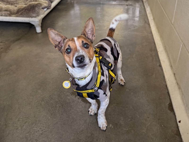 Quill | Terrier (Jack Russell) | Basildon (Essex) - 1