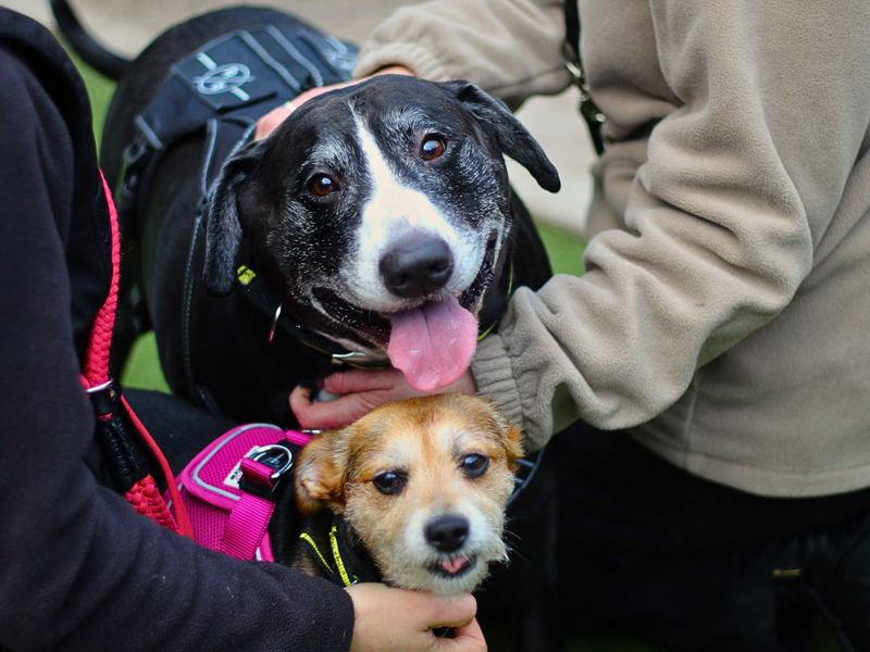 Judy | Terrier (Yorkshire) Cross | Manchester - 1