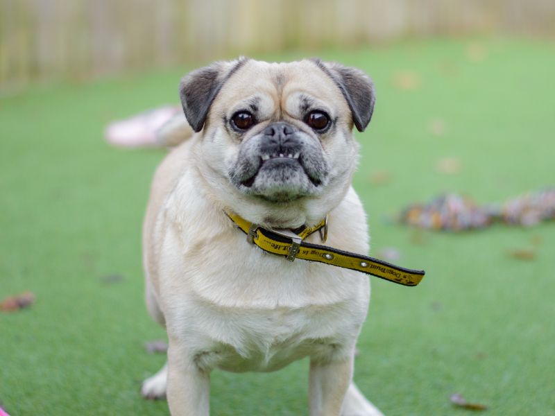 BoBo for sale in Kenilworth, Warks - Image 3