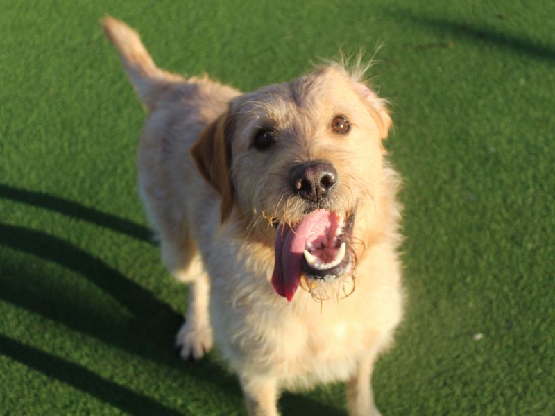 Barney for sale in Glasgow, Scotland