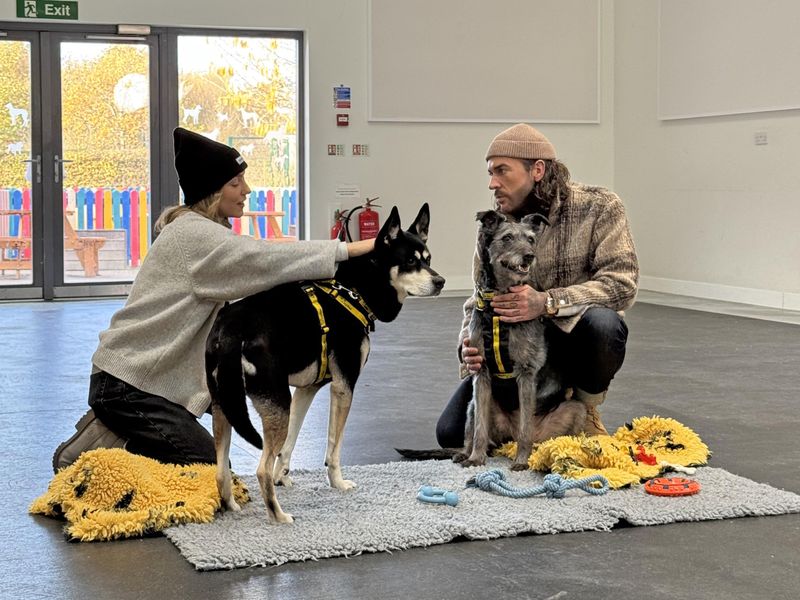 Bailey Boo | Lurcher Cross | Basildon (Essex) - 1