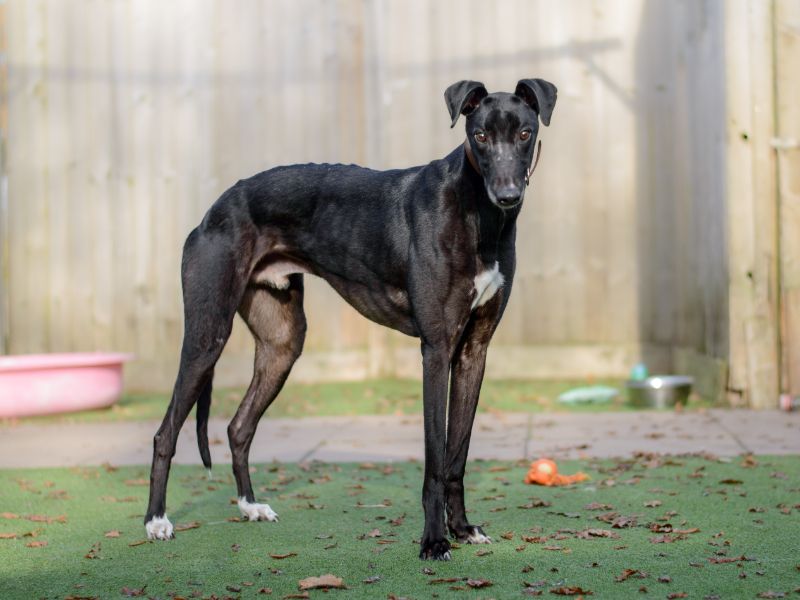 Arthur | Greyhound | Kenilworth (West Midlands) - 1