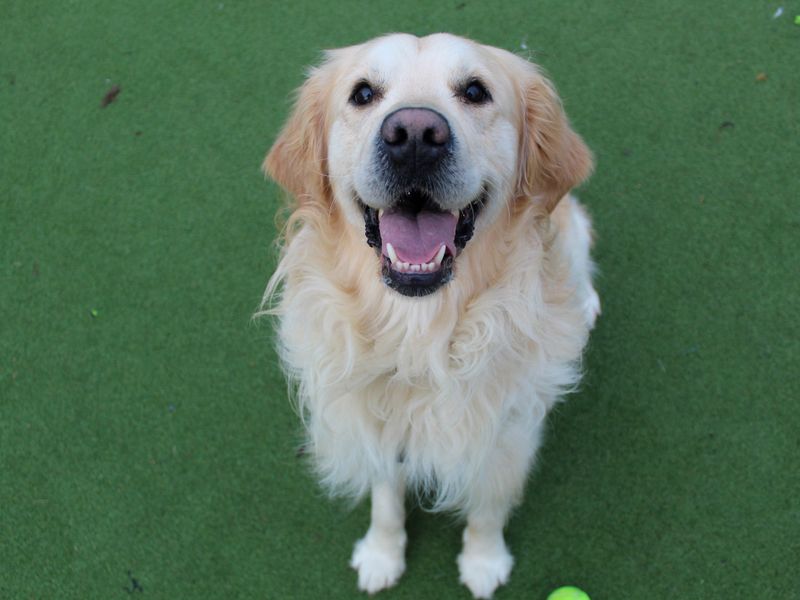 Jake for sale in Glasgow, Scotland - Image 3