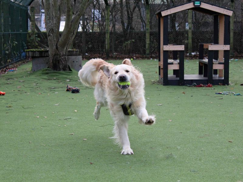 Jake for sale in Glasgow, Scotland