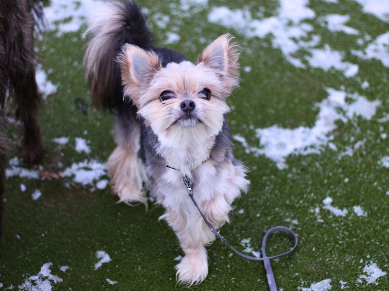 Marcel | Chihuahua (Long Coat) Cross | Manchester - 1