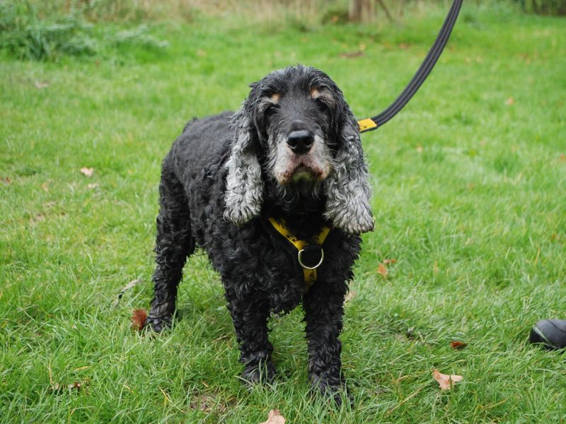 Ruby | Spaniel (Cocker) | Newbury (Berkshire) - 1