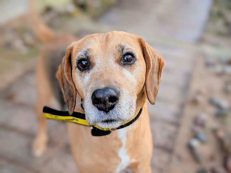 Meg | Beagle Cross | Cardiff - 1