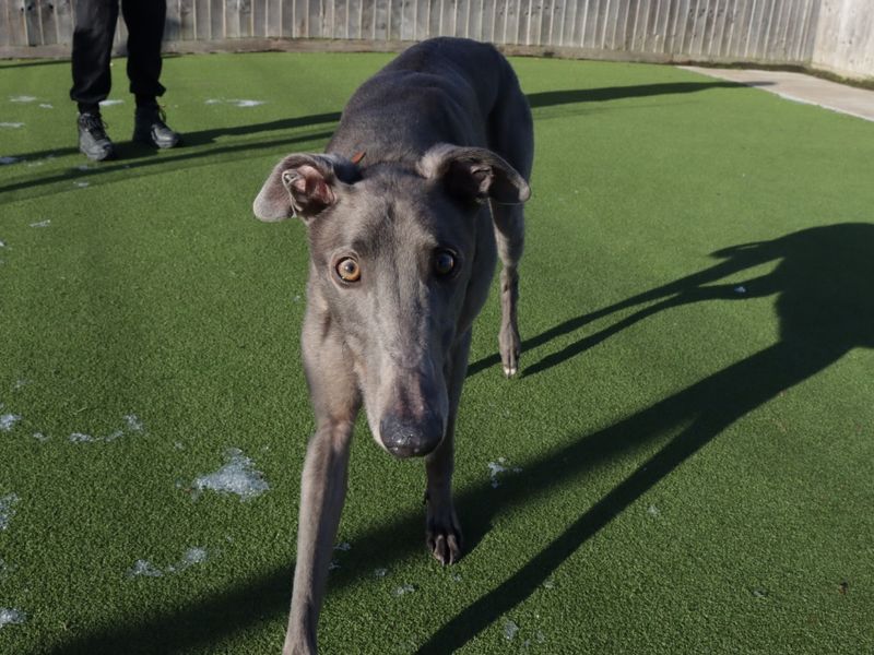 Harry | Greyhound | Evesham (Worcestershire) - 1