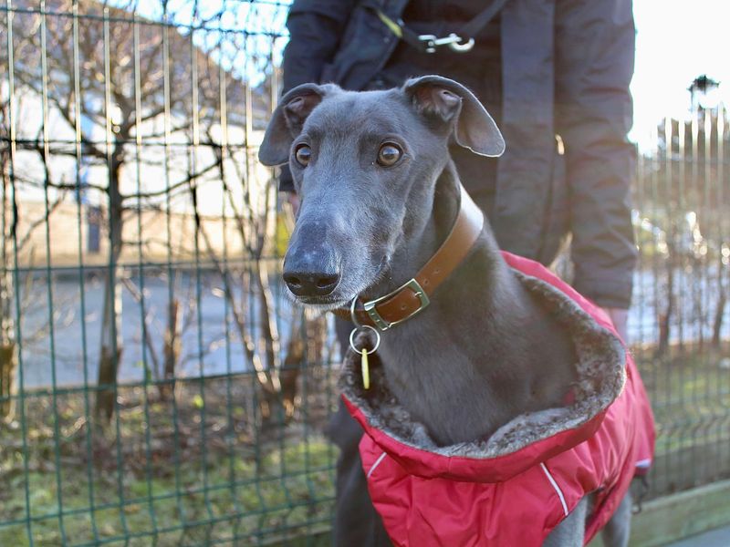 Harry | Greyhound | Evesham (Worcestershire) - 1