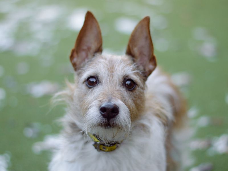 Zara | Terrier (Jack Russell) | Kenilworth (West Midlands) - 1