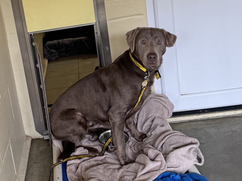 Kitty | Retriever (Labrador) | Basildon (Essex) - 1