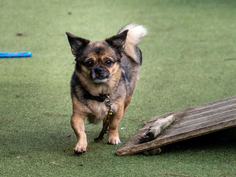 Pixie for sale in Wymeswold, Leicestershire