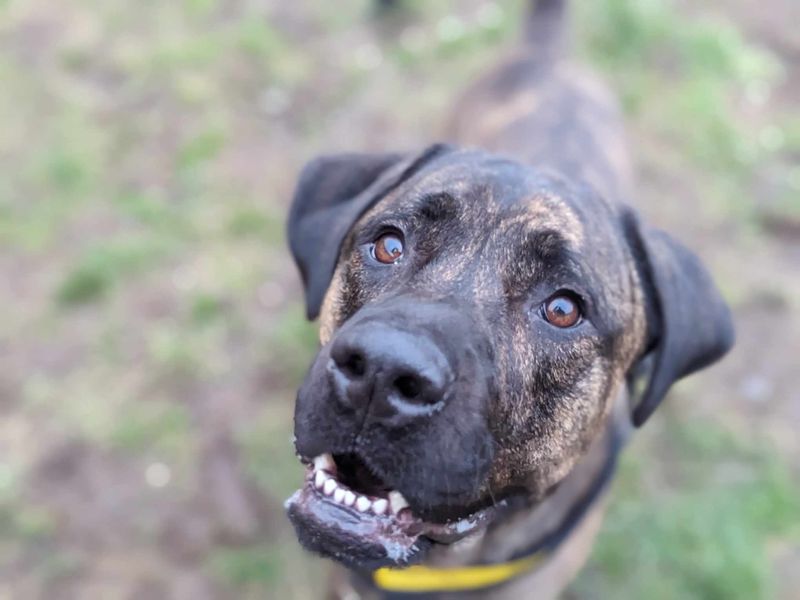 Una | Mastiff Cross | Bridgend (Wales) - 1