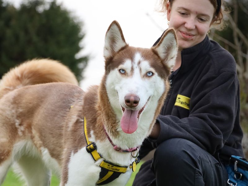 Skye | Siberian Husky | Leeds - 1