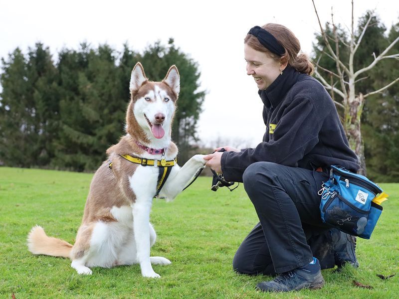 Skye for sale in Leeds, Yorkshire