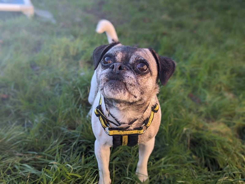 Bella | Pug Cross | Bridgend (Wales) - 1