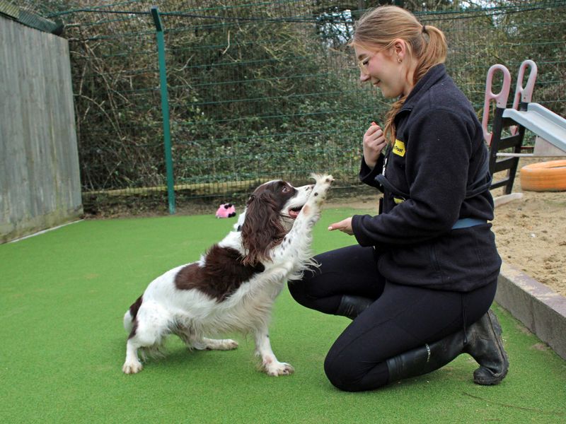 Marley | Spaniel (English Springer) | Shoreham (Sussex) - 1