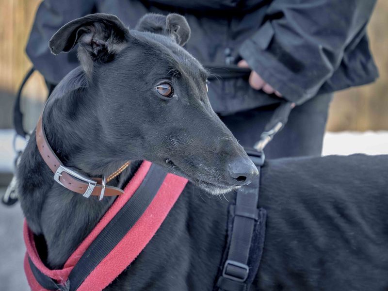 Billy | Greyhound | Loughborough - 1