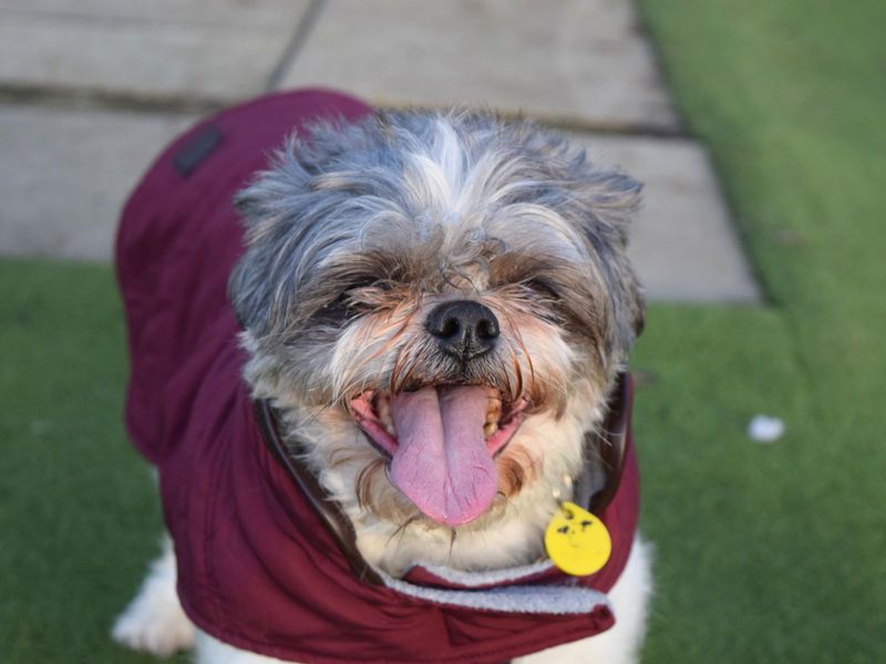 Kizzy | Shih Tzu Cross | Harefield West London - 1